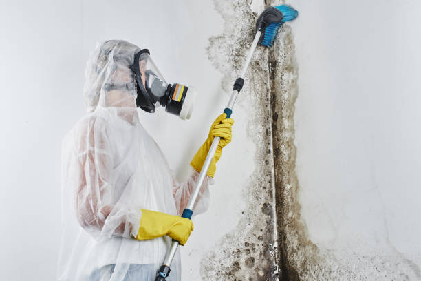 Best Same-Day Mold Removal  in Clinton, MS