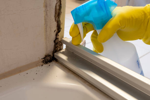 Best Home Mold Removal  in Clinton, MS