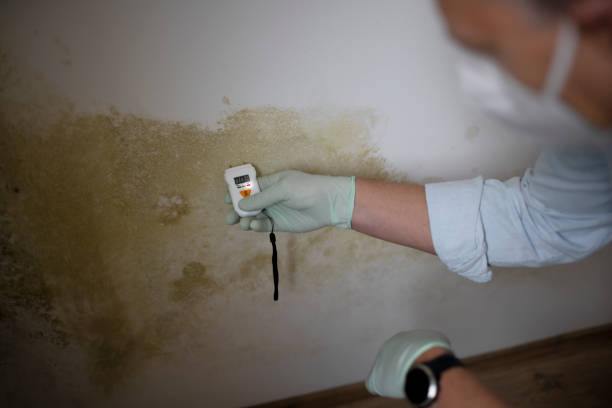 Best Certified Mold Removal  in Clinton, MS