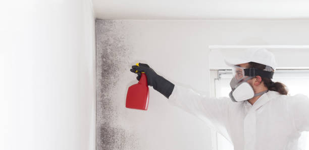 Professional Mold Removal in Clinton, MS