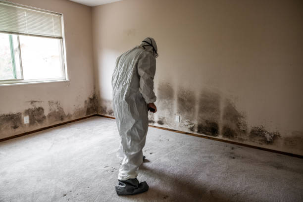 Best Mold Removal and Inspection  in Clinton, MS