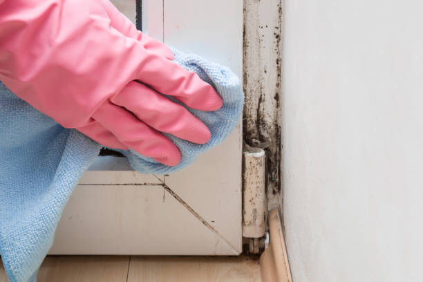 Best Local Mold Removal Service  in Clinton, MS