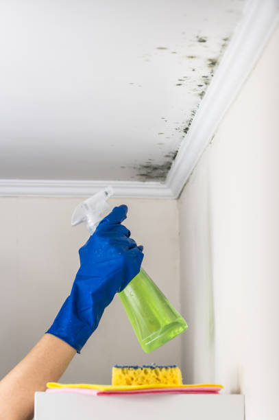Best Emergency Mold Removal  in Clinton, MS