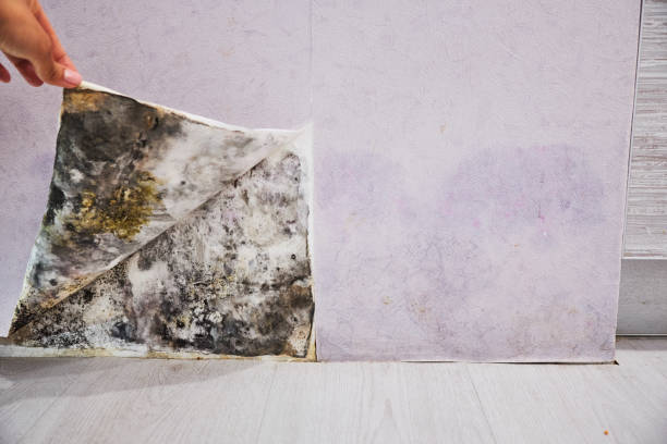 Best Mold Remediation  in Clinton, MS